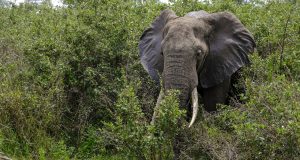 African Elephant found in Tanzania