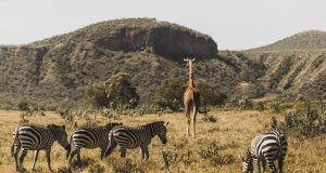 wild animals at a National Park in Kenya